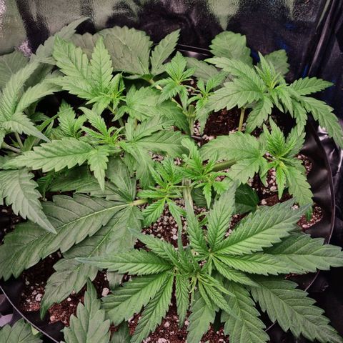 Future #2 growlog timeline photo