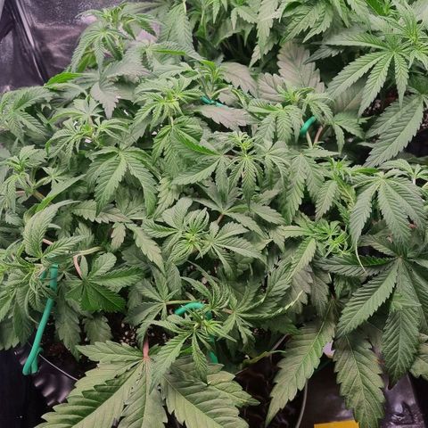 Future #1 growlog timeline photo