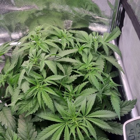 Future #2 growlog timeline photo