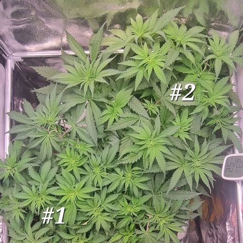Future #2 growlog timeline photo