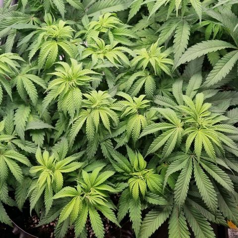 Future #1 growlog timeline photo