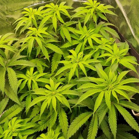 Future #2 growlog timeline photo