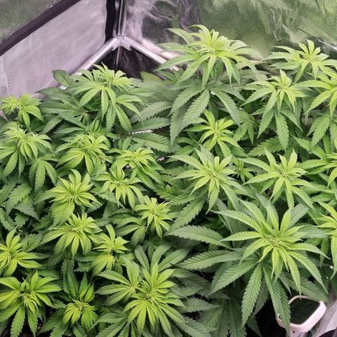 Future #2 growlog timeline photo