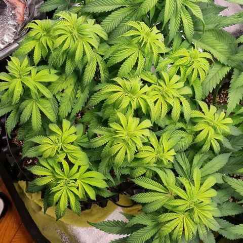 Future #1 growlog timeline photo