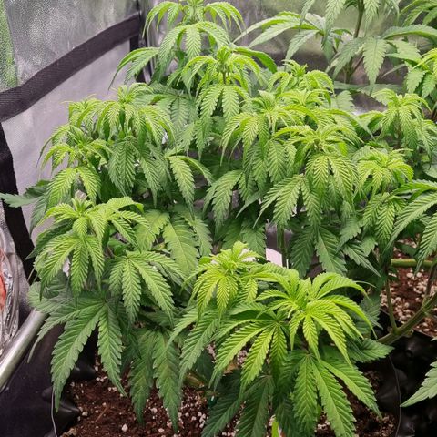 Future #1 growlog timeline photo