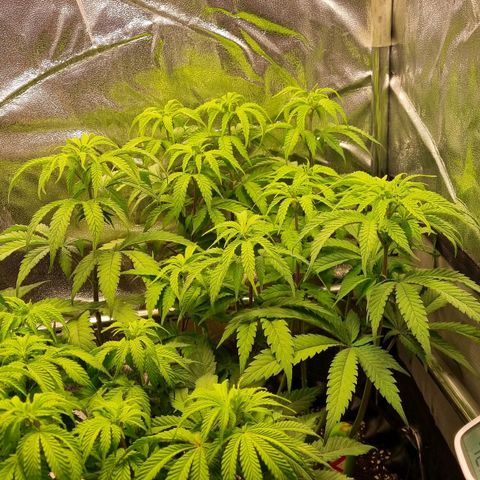 Future #2 growlog timeline photo