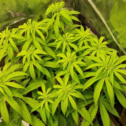 Future #2 growlog timeline photo