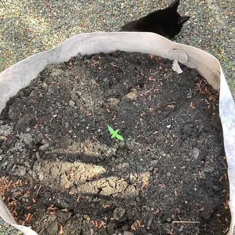 Chocolate Thai  #1 pot 1 growlog photo: Pot 1