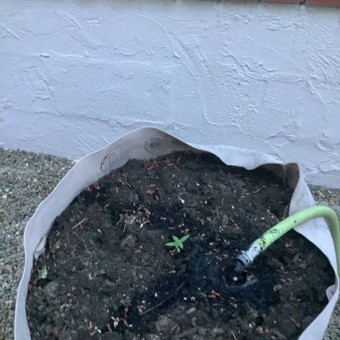 Chocolate Thai  #1 pot 1 growlog timeline photo
