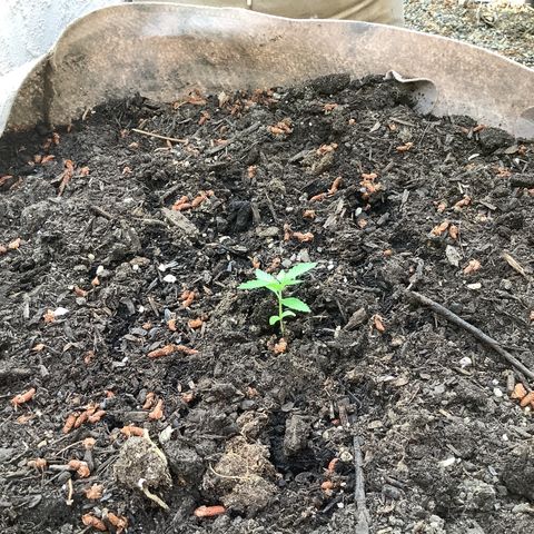 Chocolate Thai  #1 pot 1 growlog timeline photo