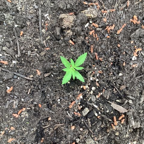 Chocolate Thai  #1 pot 1 growlog timeline photo