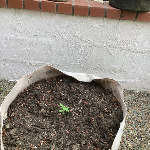 Chocolate Thai  #1 pot 1 growlog timeline photo