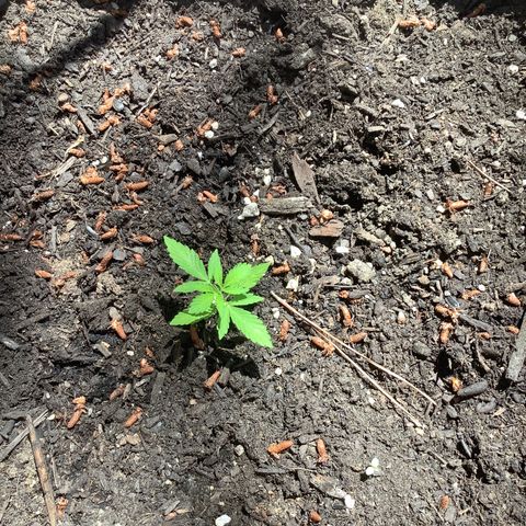 Chocolate Thai  #1 pot 1 growlog timeline photo
