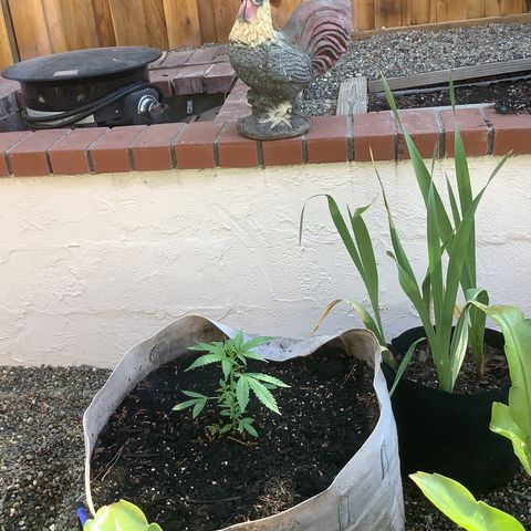 Chocolate Thai  #1 pot 1 growlog timeline photo