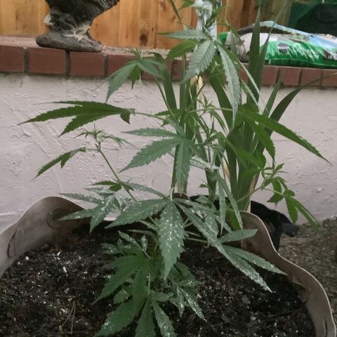 Chocolate Thai  #1 pot 1 growlog photo: Preflowering
