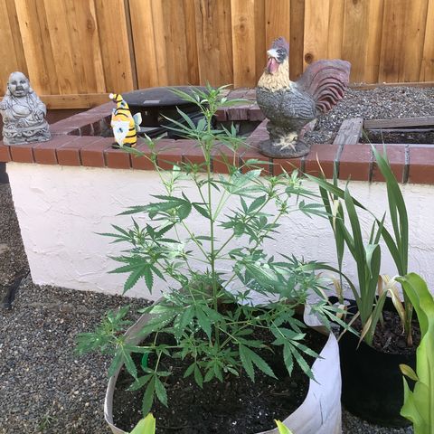 Chocolate Thai  #1 pot 1 growlog photo: Preflowering 