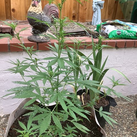 Chocolate Thai  #1 pot 1 growlog timeline photo