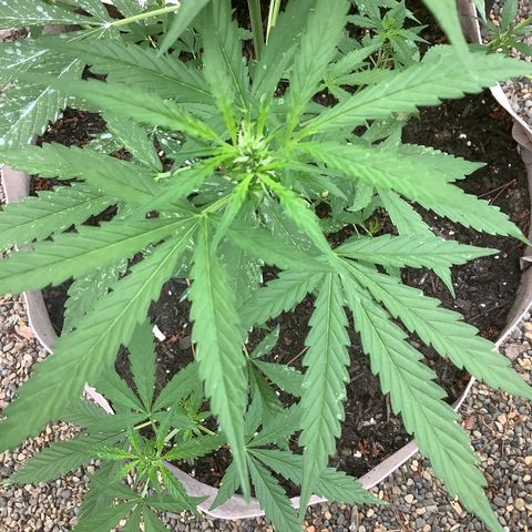 Chocolate Thai  #1 pot 1 growlog timeline photo