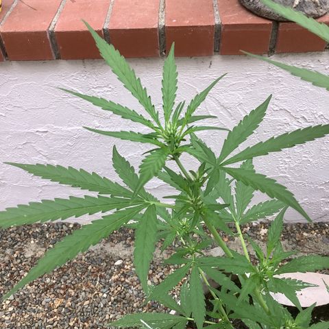 Chocolate Thai  #1 pot 1 growlog timeline photo