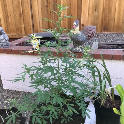 Chocolate Thai  #1 pot 1 growlog timeline photo