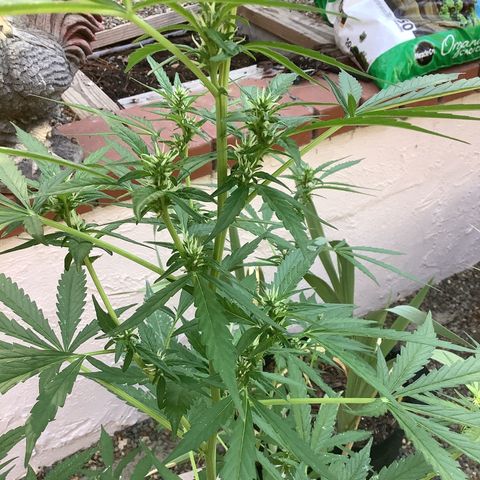 Chocolate Thai  #1 pot 1 growlog timeline photo
