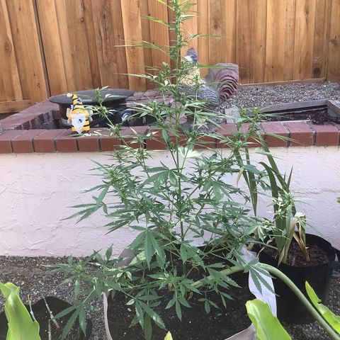 Chocolate Thai  #1 pot 1 growlog timeline photo