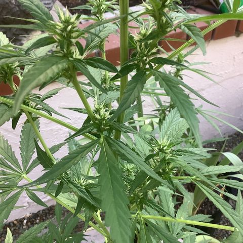 Chocolate Thai  #1 pot 1 growlog timeline photo