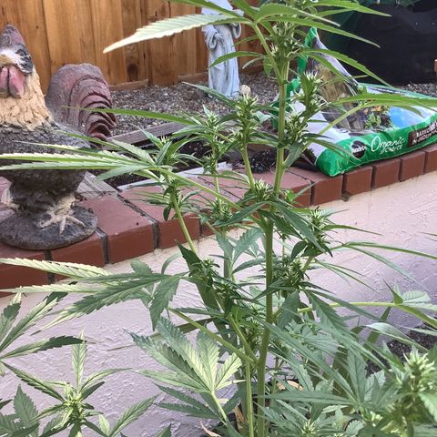 Chocolate Thai  #1 pot 1 growlog timeline photo