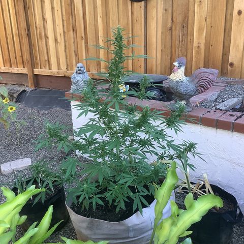Chocolate Thai  #1 pot 1 growlog timeline photo