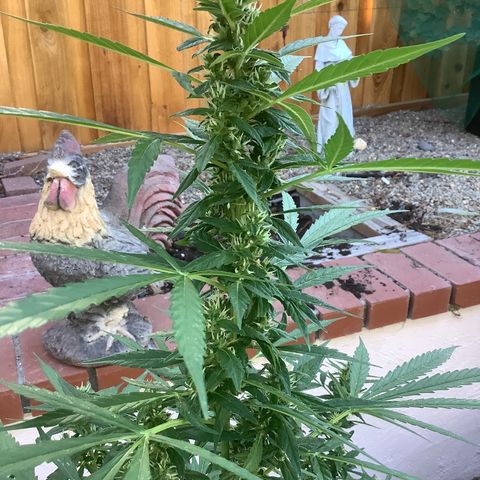 Chocolate Thai  #1 pot 1 growlog timeline photo