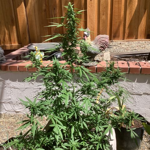 Chocolate Thai  #1 pot 1 growlog timeline photo
