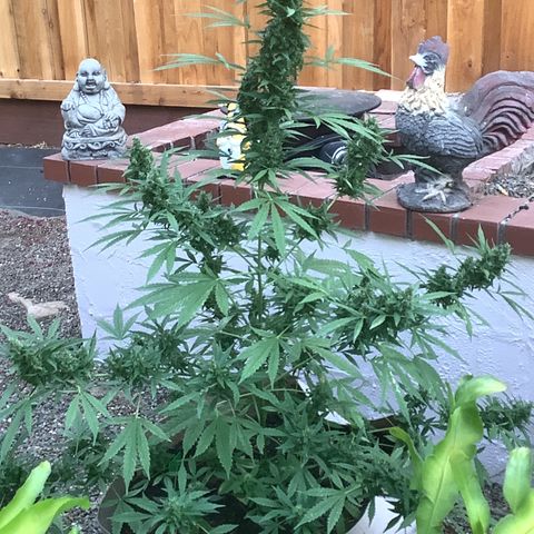 Chocolate Thai  #1 pot 1 growlog timeline photo