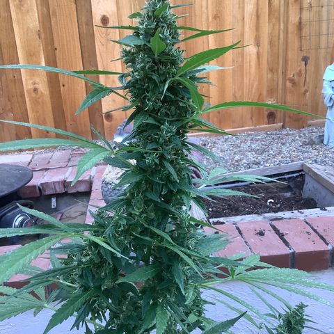 Chocolate Thai  #1 pot 1 growlog timeline photo