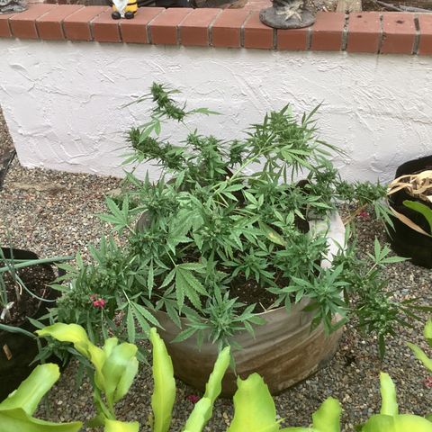 Chocolate Thai  #1 pot 1 growlog photo: Cola broke off yesterday did to weight and wind. Trichomes opaque. 