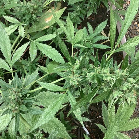 Chocolate Thai  #1 pot 1 growlog photo: Cola broke off yesterday did to weight and wind. Trichomes opaque. 