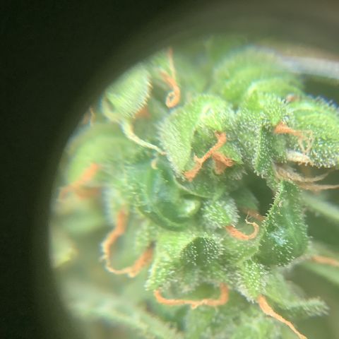 Chocolate Thai  #1 pot 1 growlog timeline photo