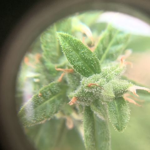 Chocolate Thai  #1 pot 1 growlog timeline photo