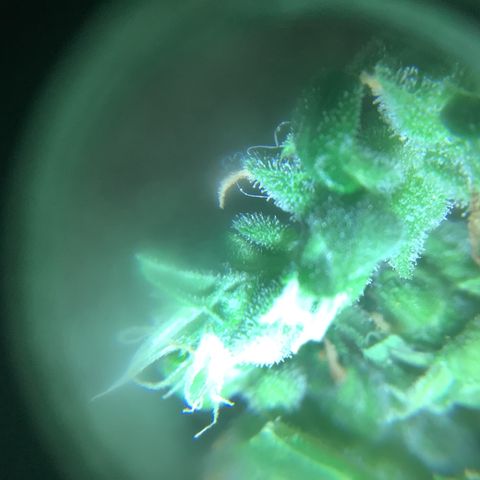 Chocolate Thai  #1 pot 1 growlog timeline photo
