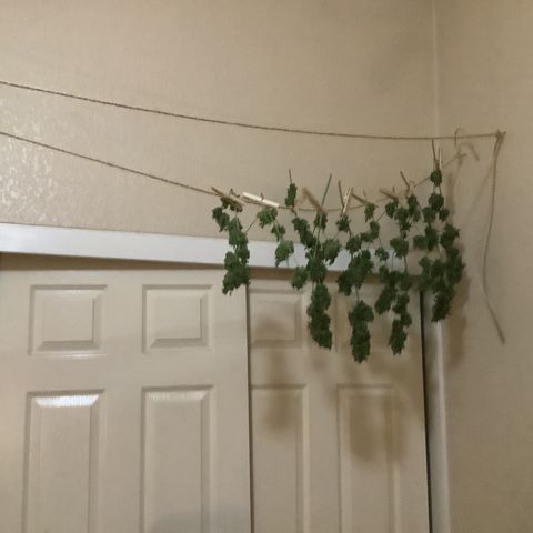 Chocolate Thai  #1 pot 1 growlog timeline photo