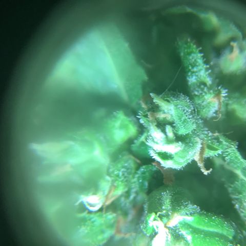 Chocolate Thai  #1 pot 1 growlog timeline photo