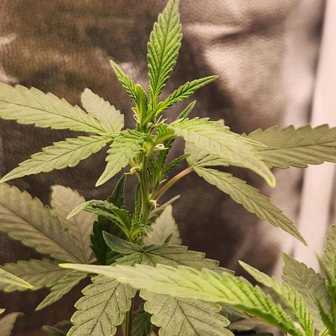 Clone AK47 growlog timeline photo