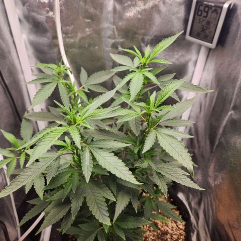 Clone AK47 growlog timeline photo