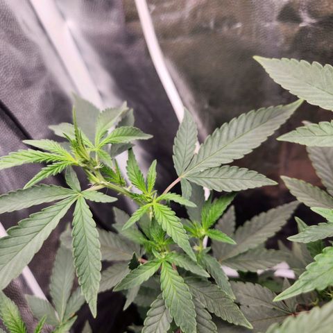 Clone AK47 growlog timeline photo