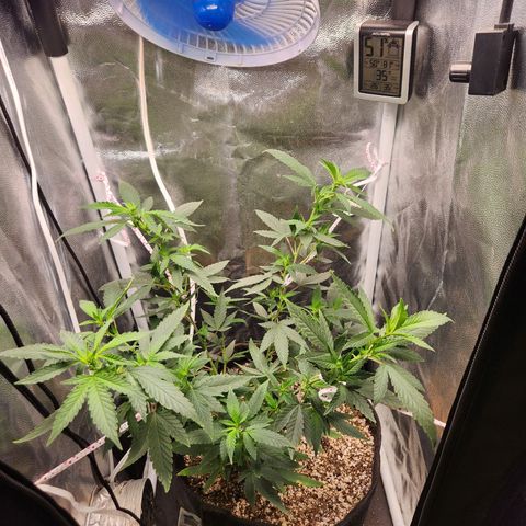 Clone AK47 growlog timeline photo