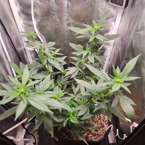 Clone AK47 growlog timeline photo