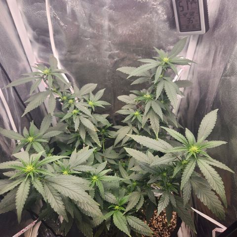 Clone AK47 growlog timeline photo