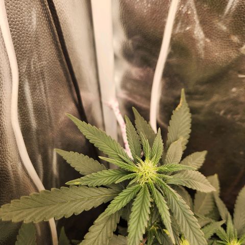 Clone AK47 growlog timeline photo