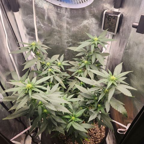 Clone AK47 growlog timeline photo