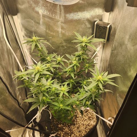 Clone AK47 growlog timeline photo