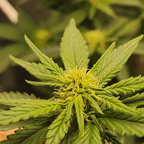 Clone AK47 growlog timeline photo